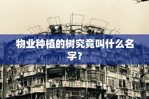 物业种植的树究竟叫什么名字？